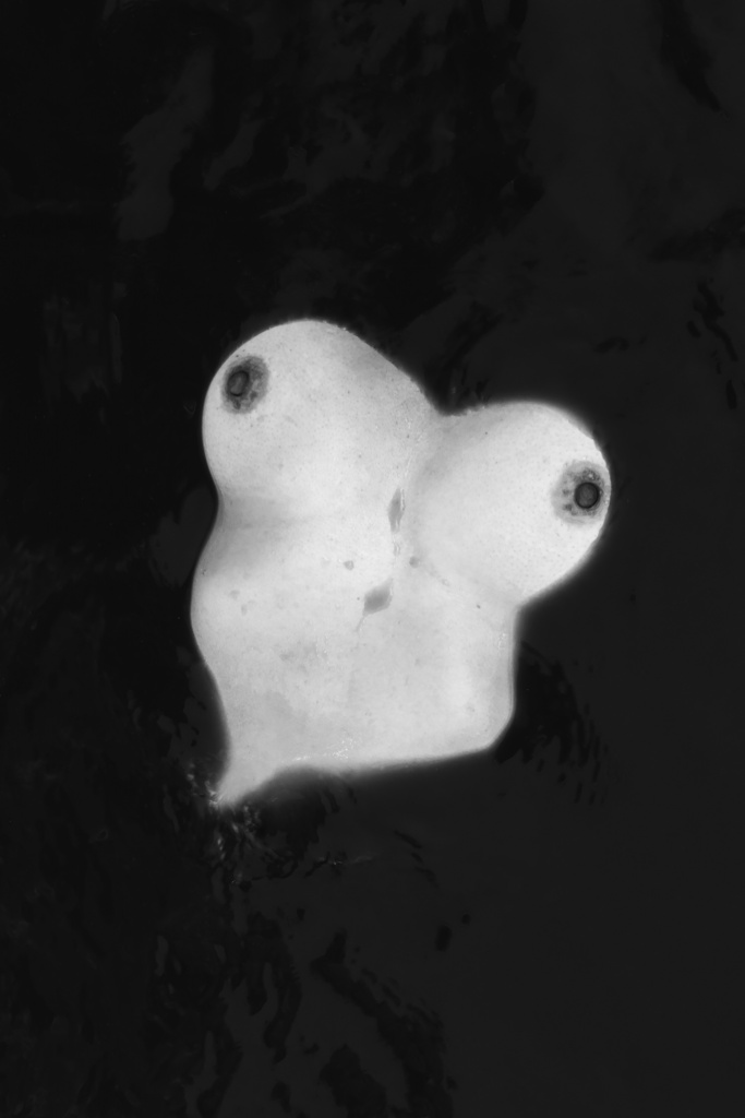 Copy-of-Untitled_2-683×1024